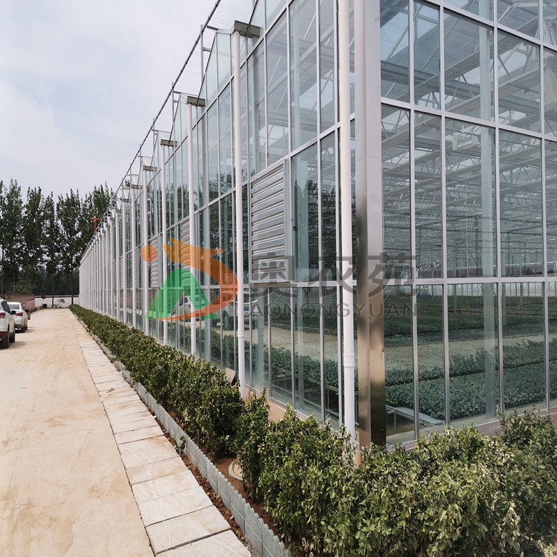 山西运城绿色蔬菜智慧产业园连栋玻璃温室项目4608㎡