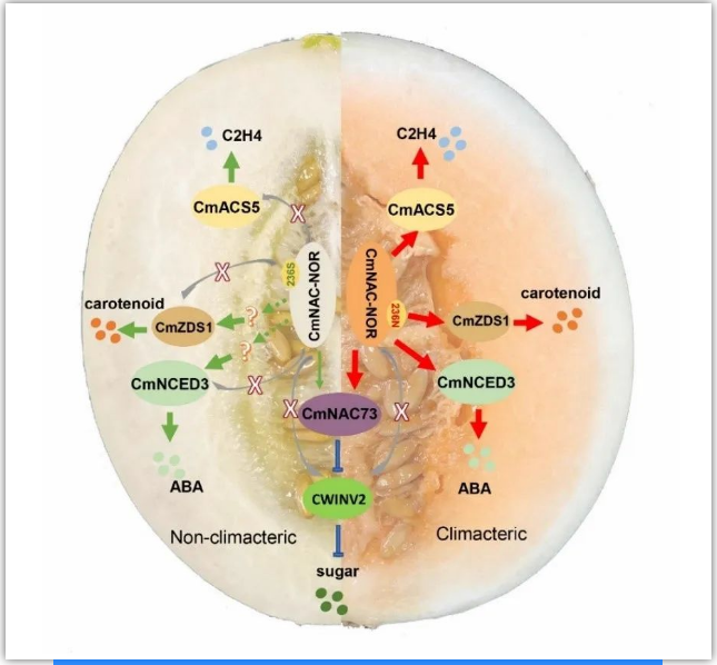 图2. CmNAC-NOR自然变异位点调控呼吸跃变甜瓜及非呼吸跃变甜瓜果实成熟模式图