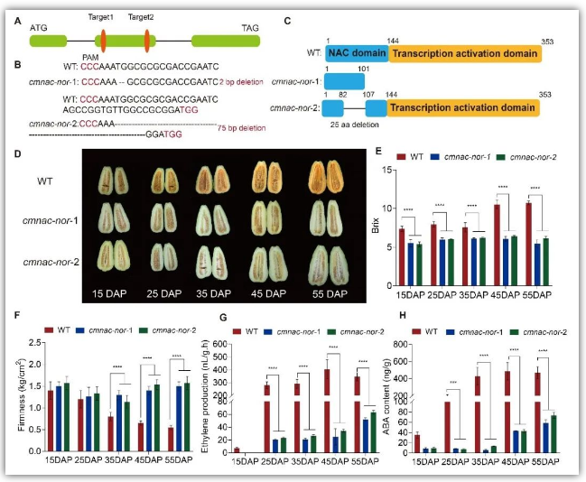 图1 CmNAC-NOR敲除突变体果实不能正常成熟
