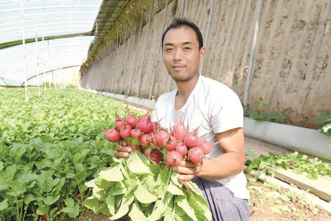 蔬菜种植户忙得不亦乐乎。摄影：邓建青