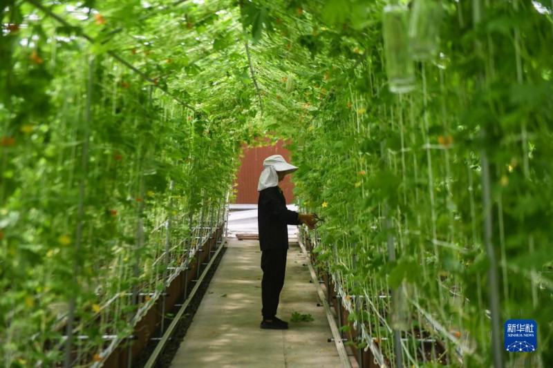 7月27日，在嘉兴南湖区的世合有机农园大棚内，工作人员查看立体栽培的苦瓜。