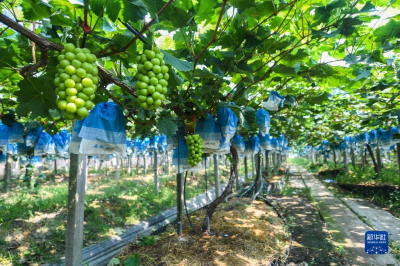 7月27日，在位于嘉兴南湖区凤桥镇的清清农场，自动灌溉系统给葡萄浇水。