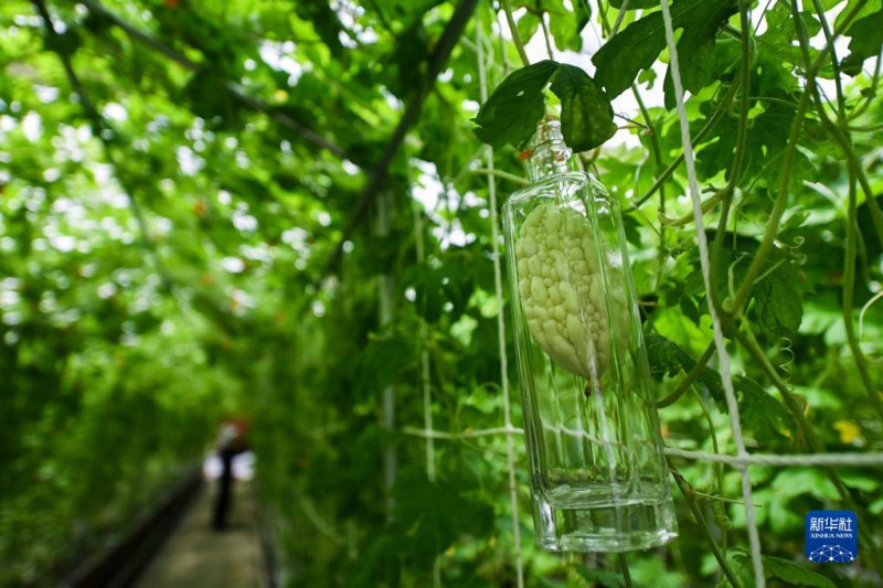这是嘉兴南湖区的世合有机农园大棚内立体栽培的苦瓜（7月27日摄）。3